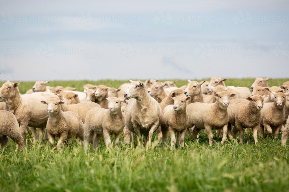 First cross ewes and lambs in a grassy pasture paddock - Australian Stock Image