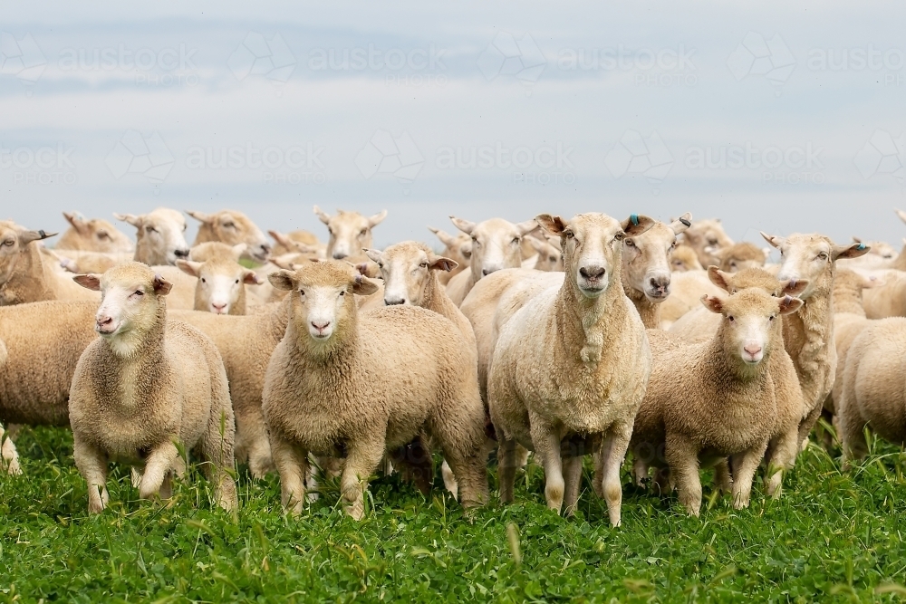 First cross ewes and lambs in a grassy pasture paddock - Australian Stock Image