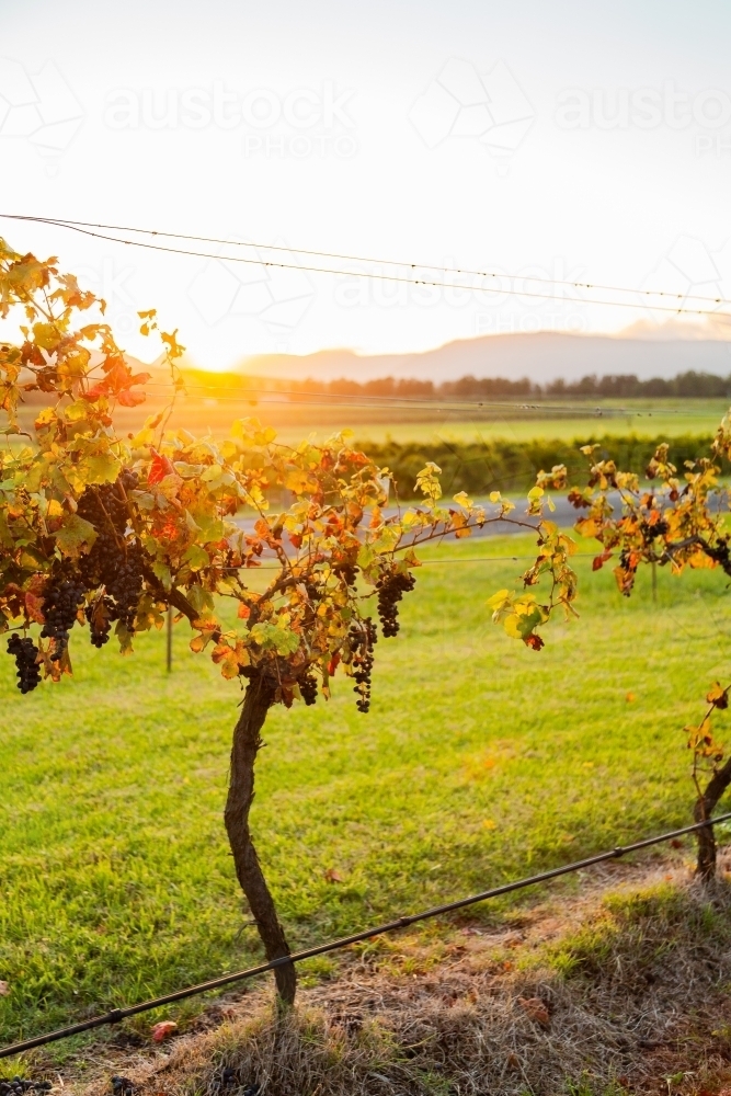 First light of dawn shining through grape vine in late summer - Australian Stock Image