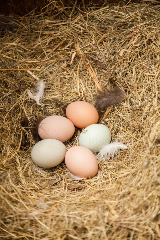 Five free range chook eggs in a nest box - Australian Stock Image