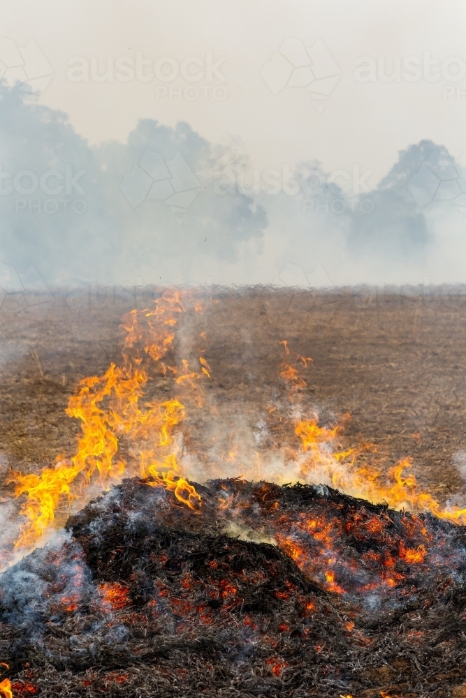 Flames in front of gum trees on a farm - Australian Stock Image