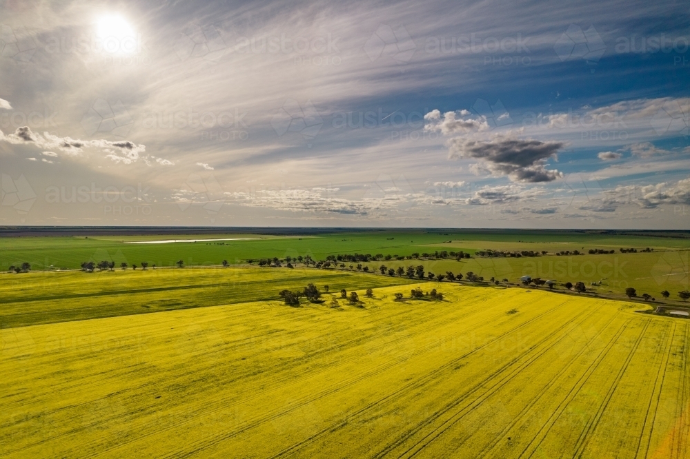 Flat fields spotted with trees - Australian Stock Image