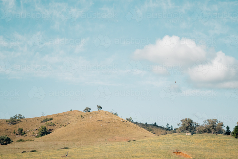 Flock of birds flying through blue sky over rolling hills - Australian Stock Image
