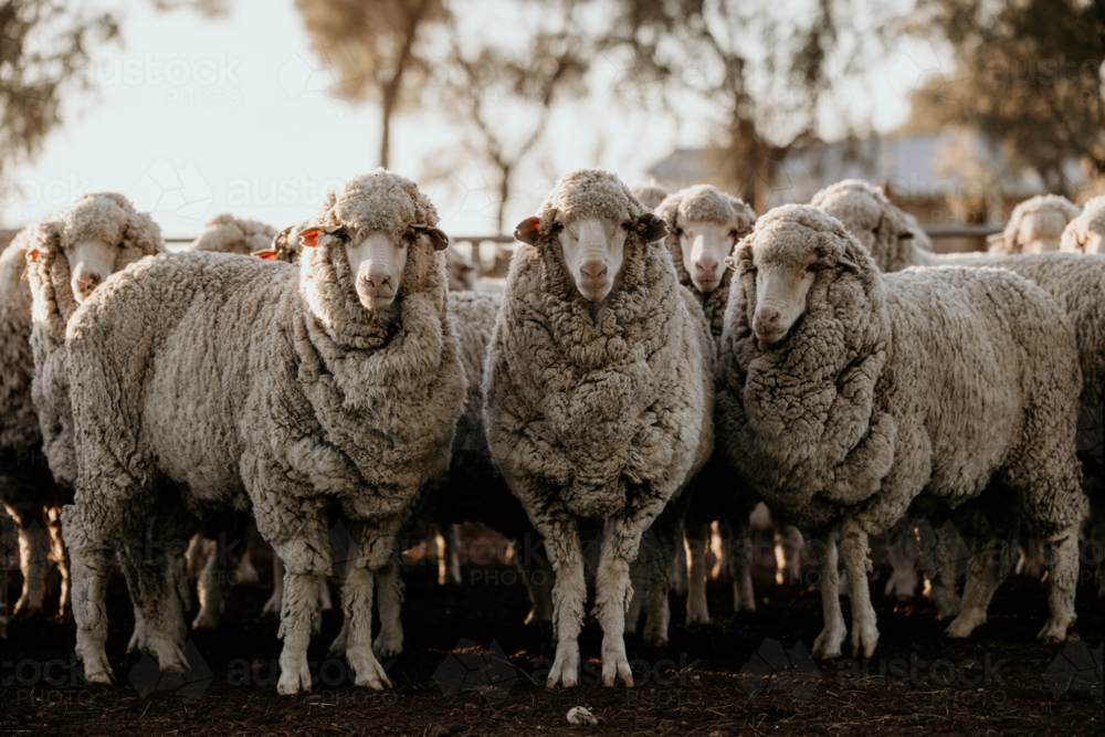 Flock of curious sheep in a fenced area - Australian Stock Image