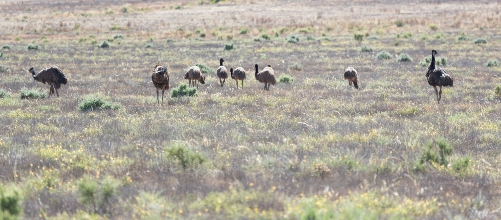 flock of emus on grassland - Australian Stock Image