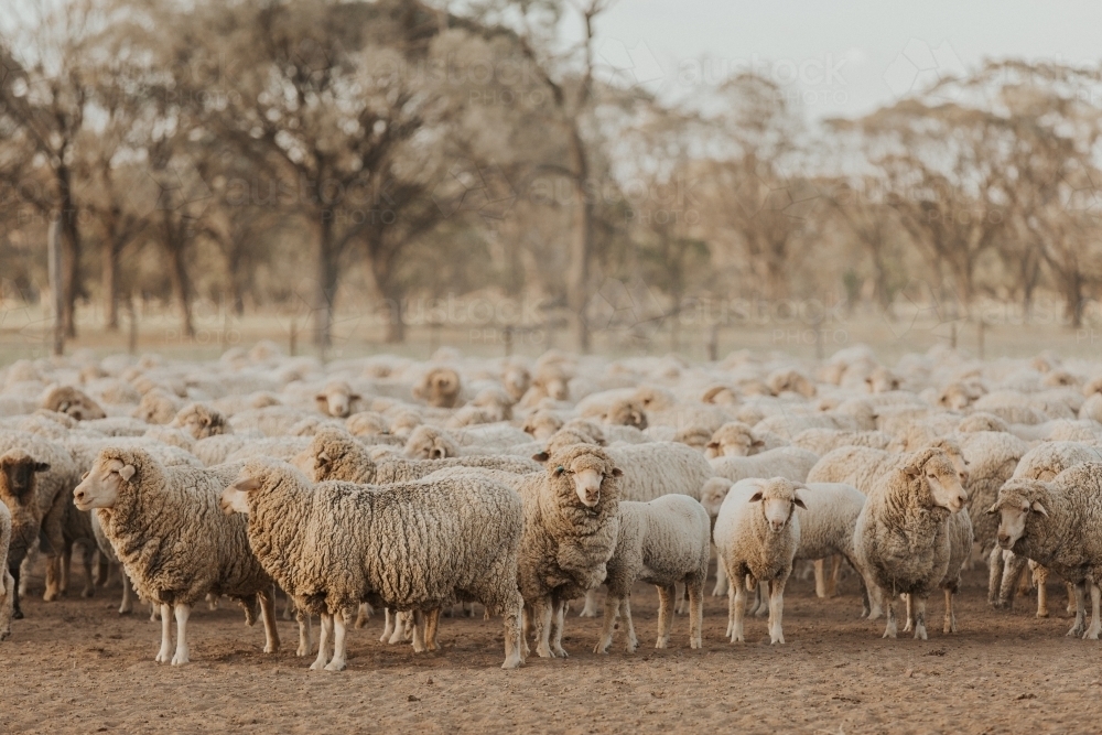 Image of Flock of merino sheep in dry and dusty paddock - Austockphoto