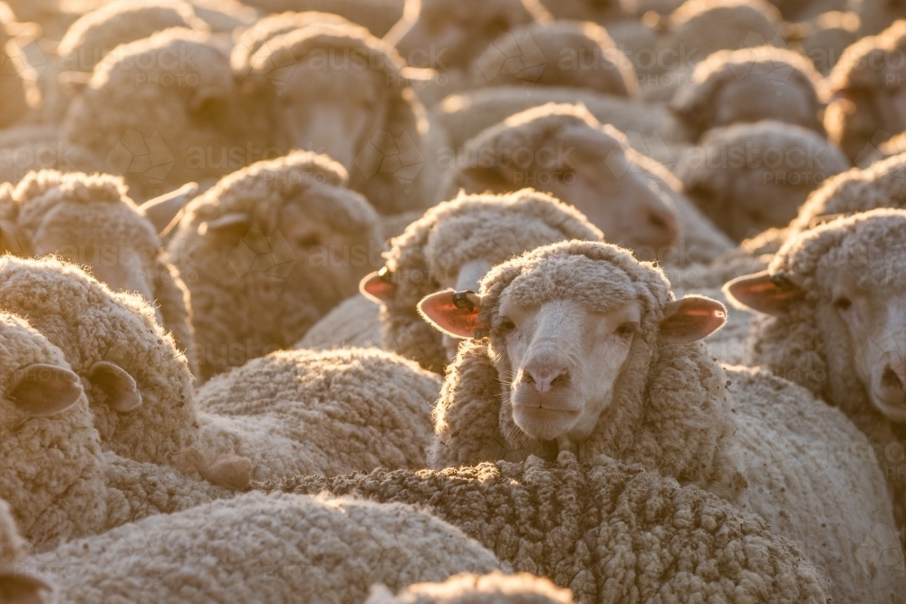 Flock of Merino sheep packed together at sunset - Australian Stock Image