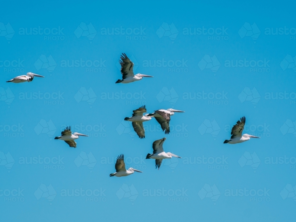 Flock of pelicans flying in blue sky - Australian Stock Image