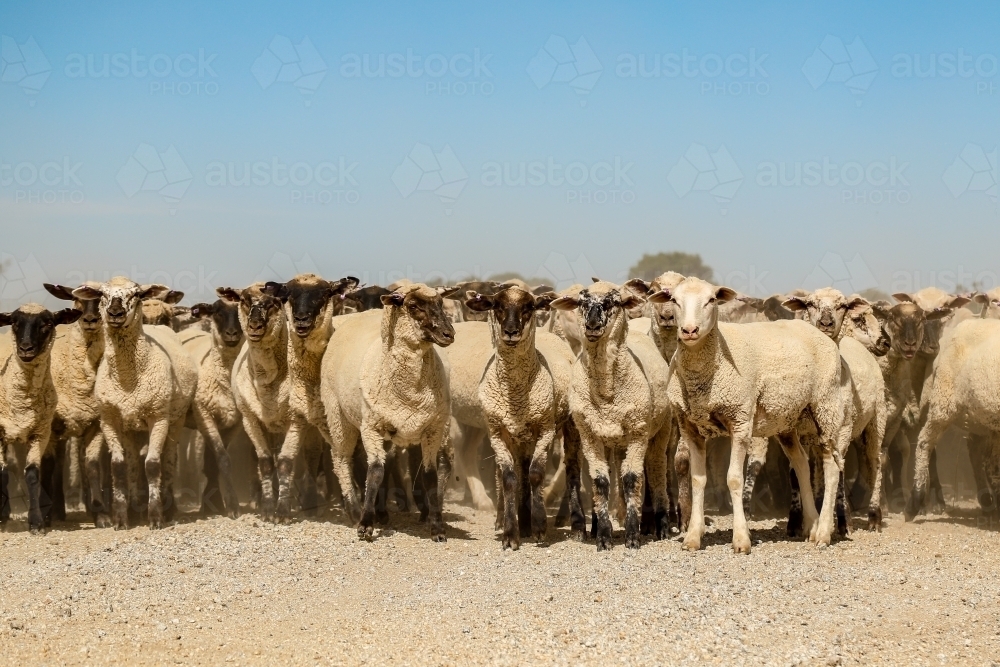 Flock of sheep being moved along country road - Australian Stock Image