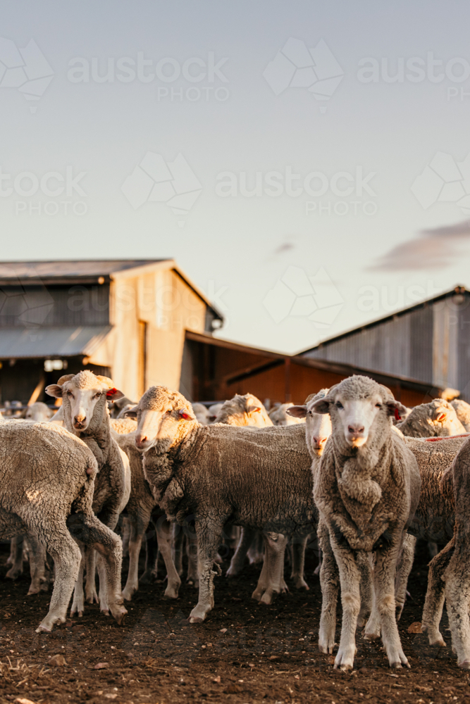 Flock of sheep gathered near shed on farm - Australian Stock Image