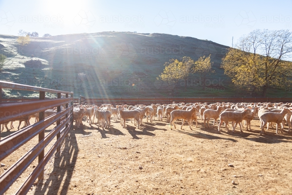 Flock of sheep in yards in morning sunlight - Australian Stock Image