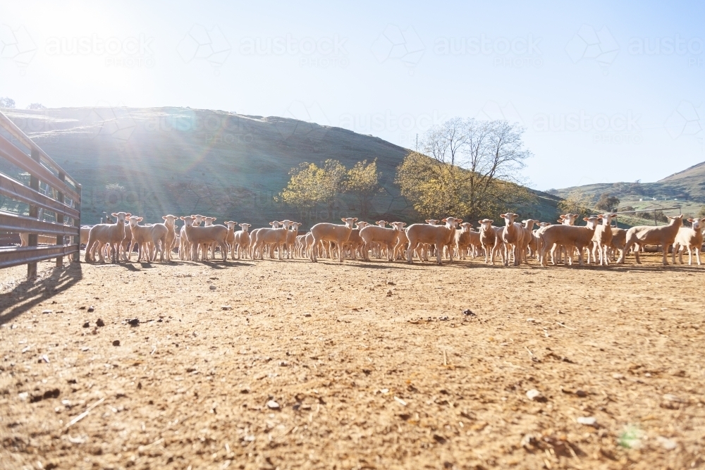 Flock of sheep in yards in morning sunlight - Australian Stock Image