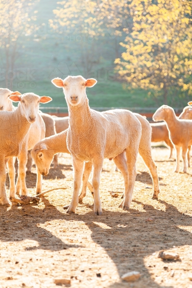 Flock of sheep in yards in morning sunlight - Australian Stock Image