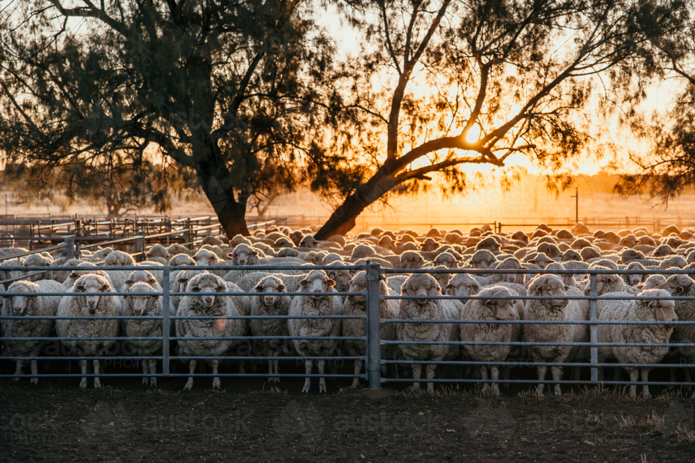 Flock of sheep inside the fence under tree in hazy golden sunlight - Australian Stock Image