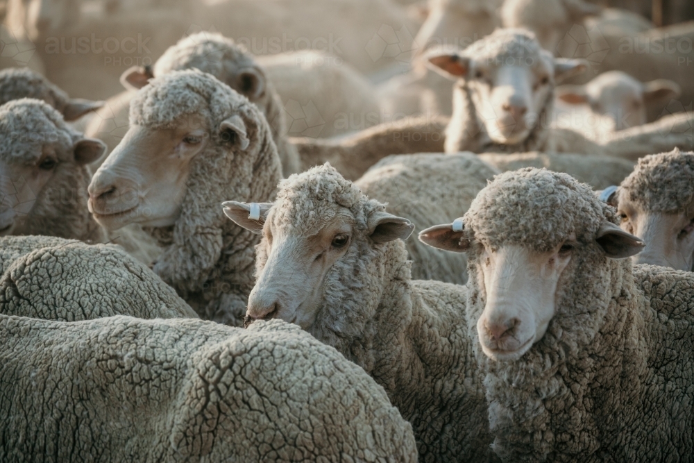 Flock of sheep standing together on farm - Australian Stock Image