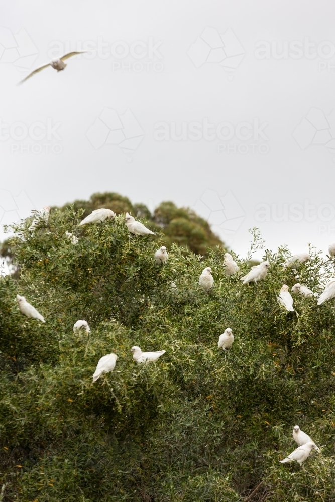 Flock of white cockatoos (corella birds) gathered in canopy - Australian Stock Image