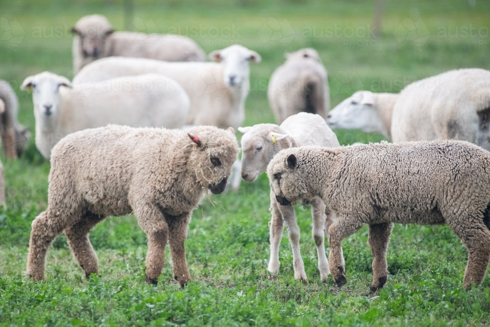 Flock of white sheep in green pasture - Australian Stock Image