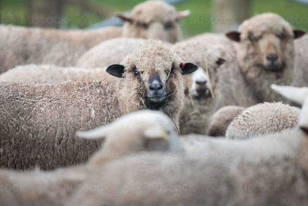 Flock of white sheep standing closely with each other - Australian Stock Image