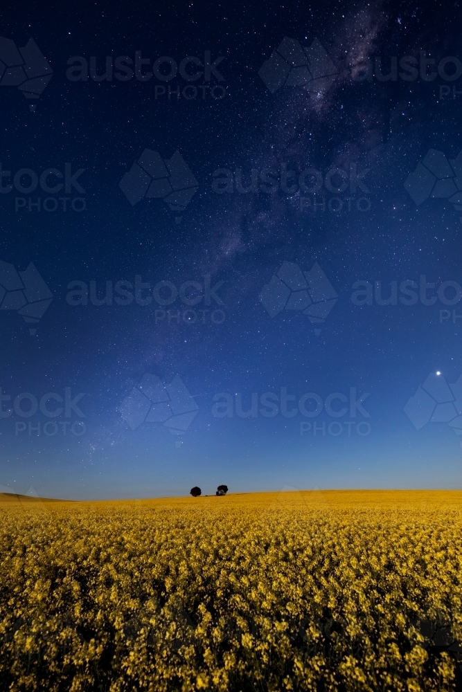 flowering canola at night under starry sky - Australian Stock Image