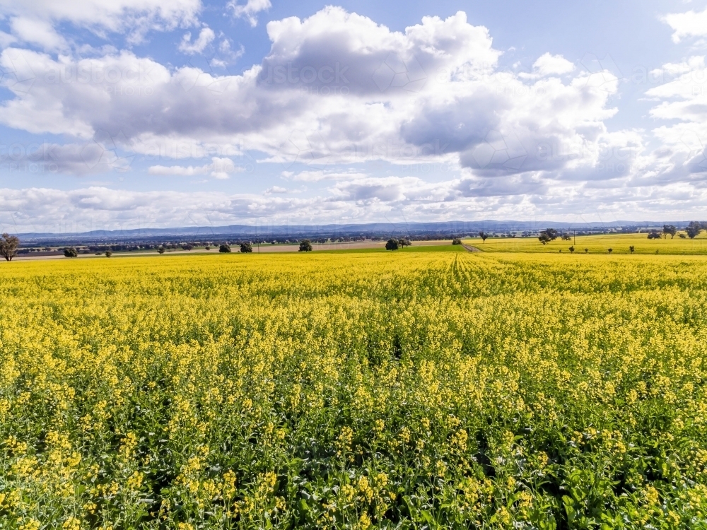 Flowering canola crop - Australian Stock Image