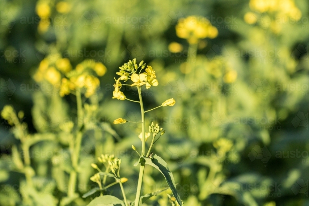 Flowering canola plants in crop - Australian Stock Image