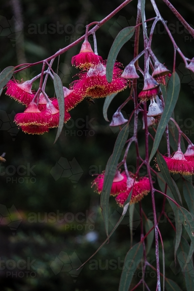 Flowering gum blooms. - Australian Stock Image