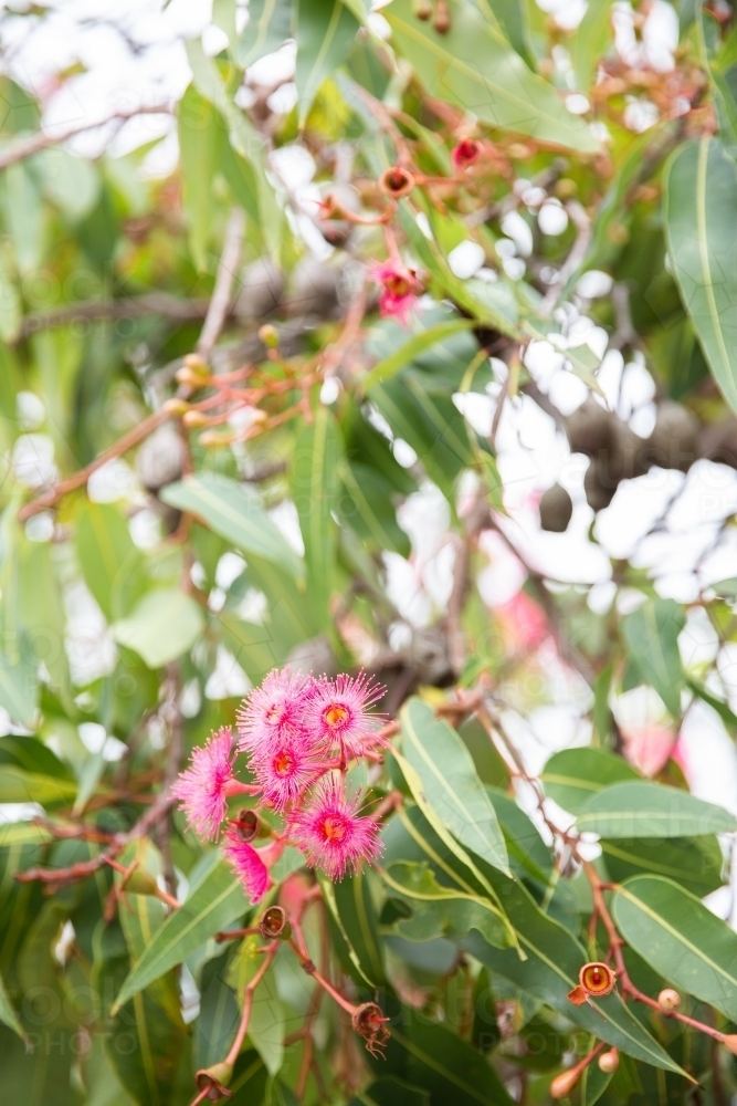 flowering gum tree with pink blossoms - Australian Stock Image