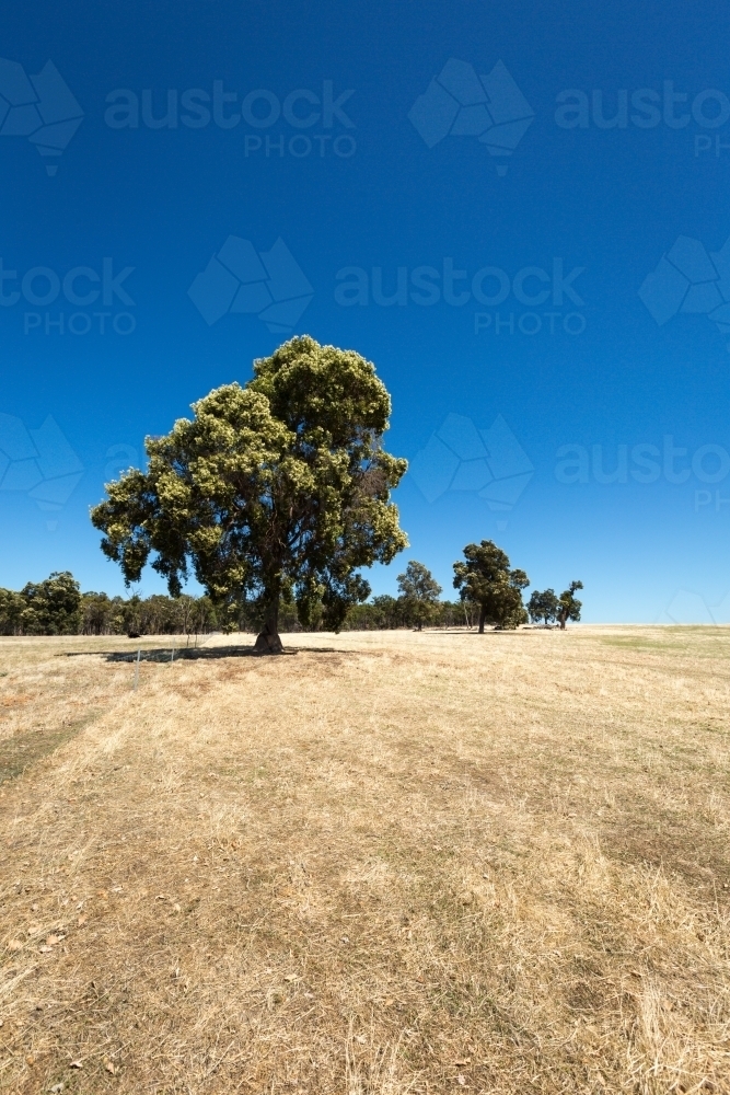 Flowering marri tree in dry paddock - Australian Stock Image