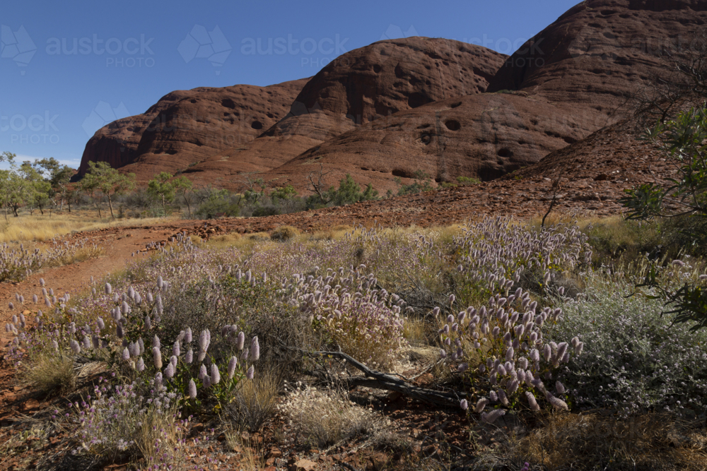 Flowering plant and desert landscape - Australian Stock Image