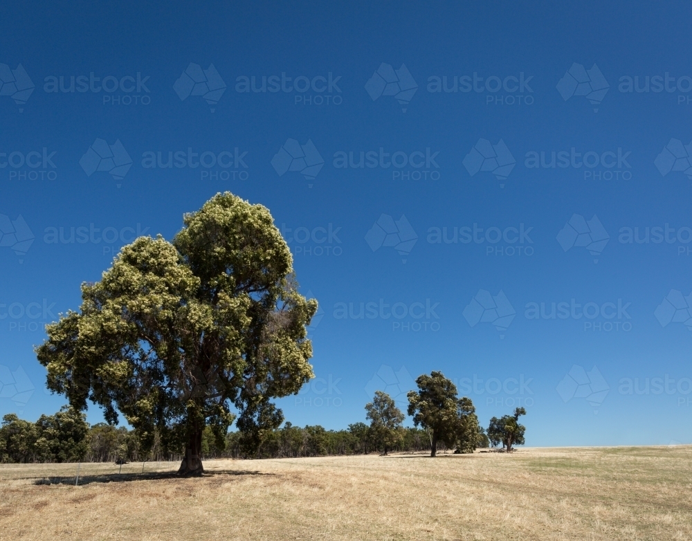 Flowering red gum tree in landscape - Australian Stock Image