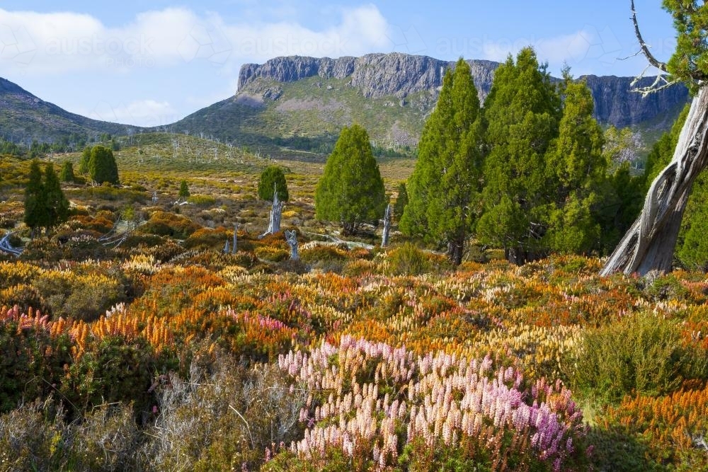 Flowering Scoparia and Solomons Throne - Australian Stock Image