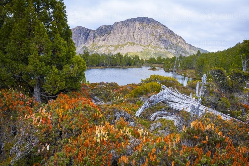 Flowering scoparia at Pool of Siloam - Australian Stock Image