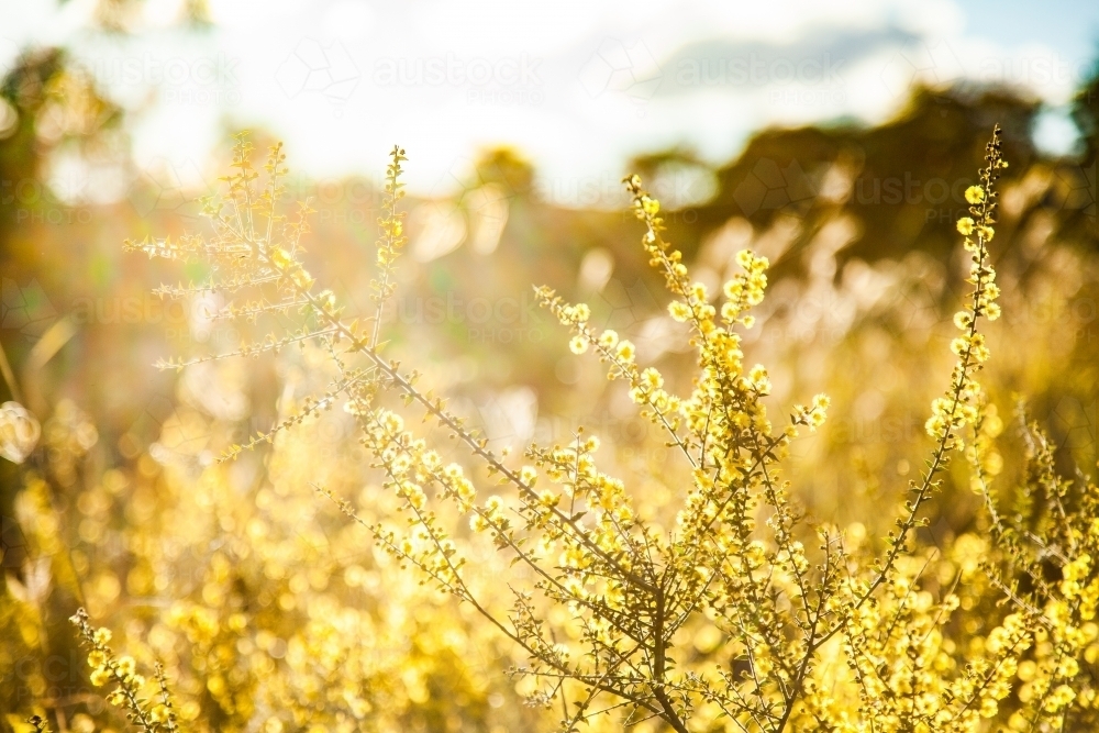 Flowering scrubland native wattle bush in the morning - Australian Stock Image