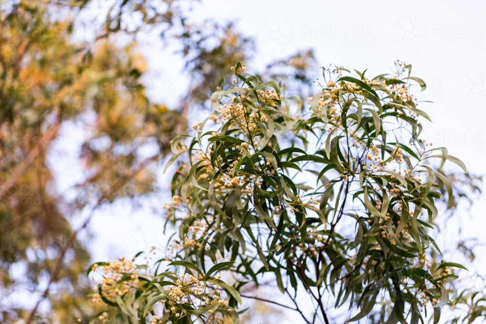 flowering wattle (acacia) tree in soft light - Australian Stock Image