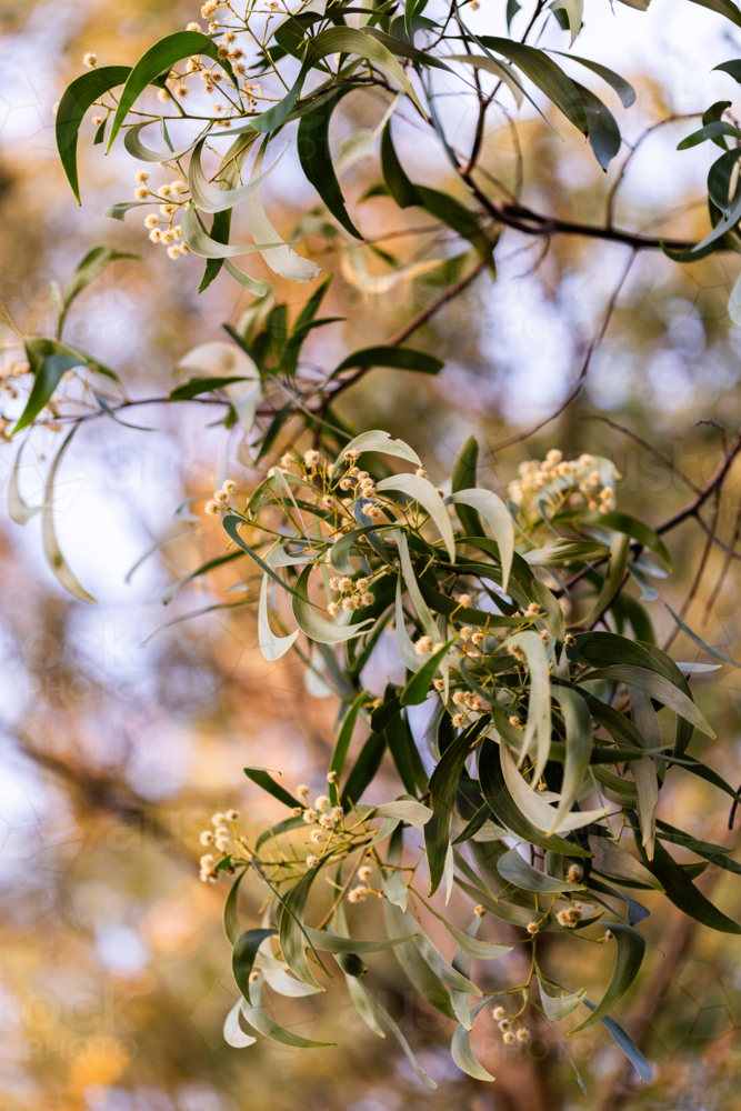 flowering wattle (acacia) tree with grey green leaves and soft yellow flowers - Australian Stock Image