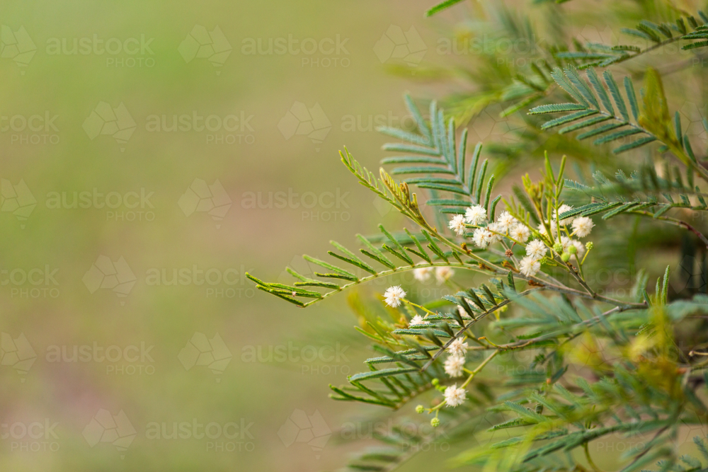 Flowering wattle tree in natural bushland - Australian Stock Image