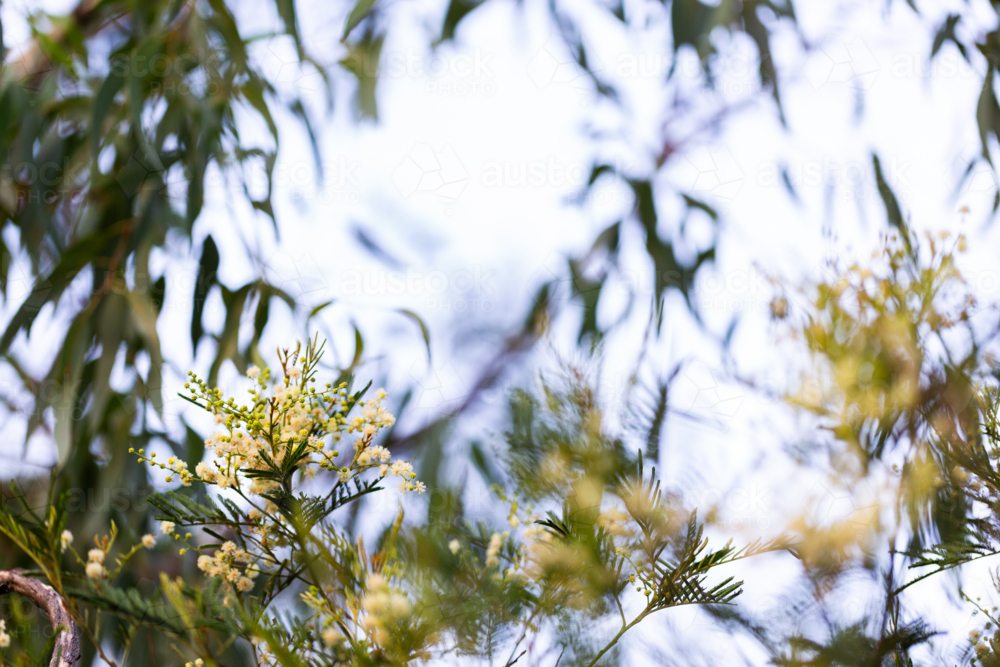 Flowering wattle tree in natural bushland with copy space in out of focus background - Australian Stock Image