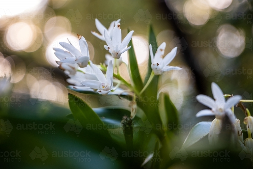 Flowering white orchid in rainforest tree - Australian Stock Image