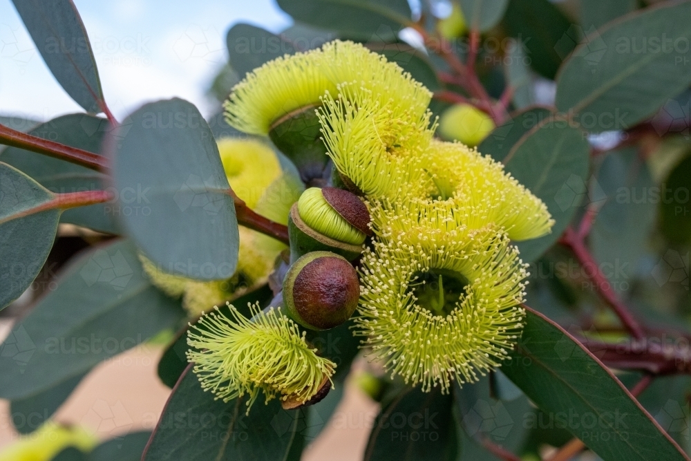 Flowering yellow mallee shrub - Australian Stock Image