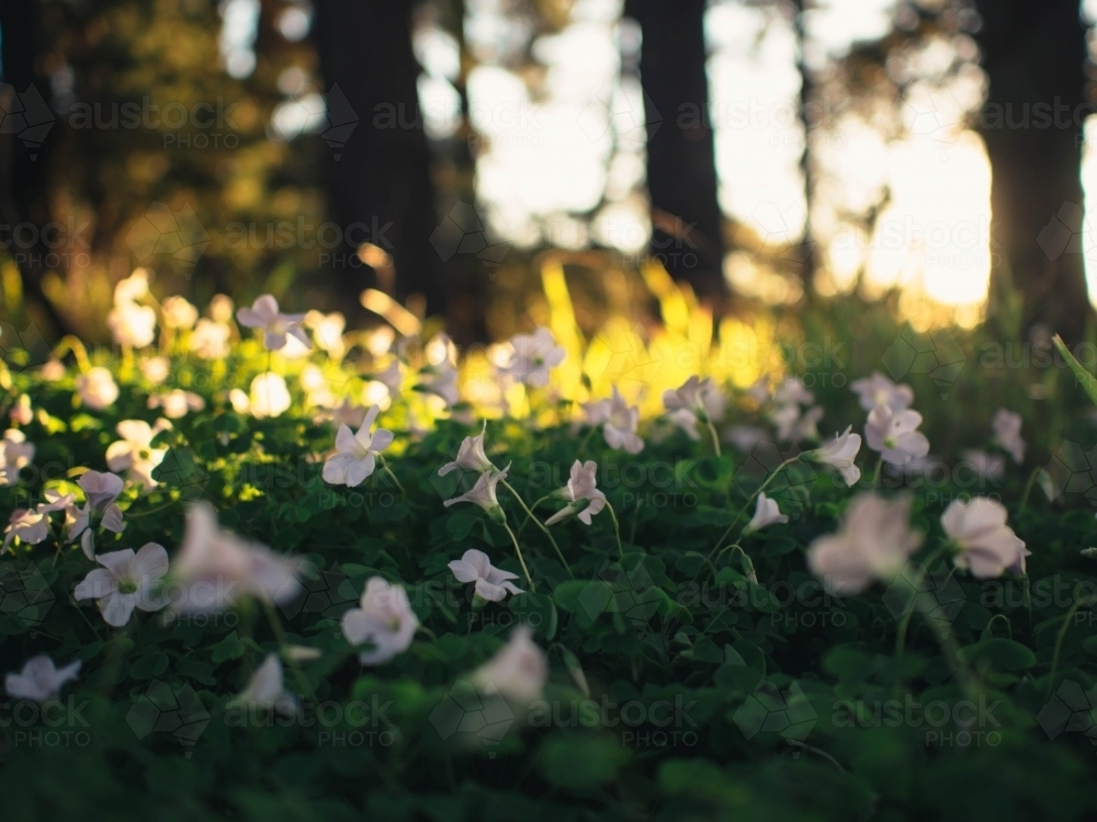 Flowers in a field at sunset - Australian Stock Image