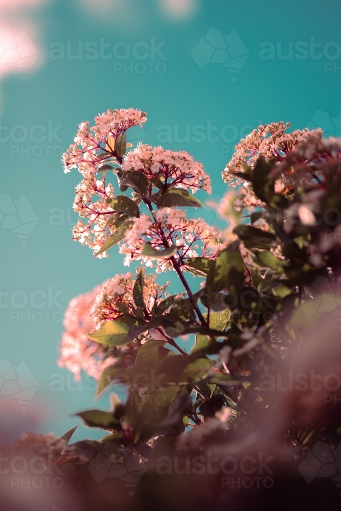 Flowers in spring - Australian Stock Image