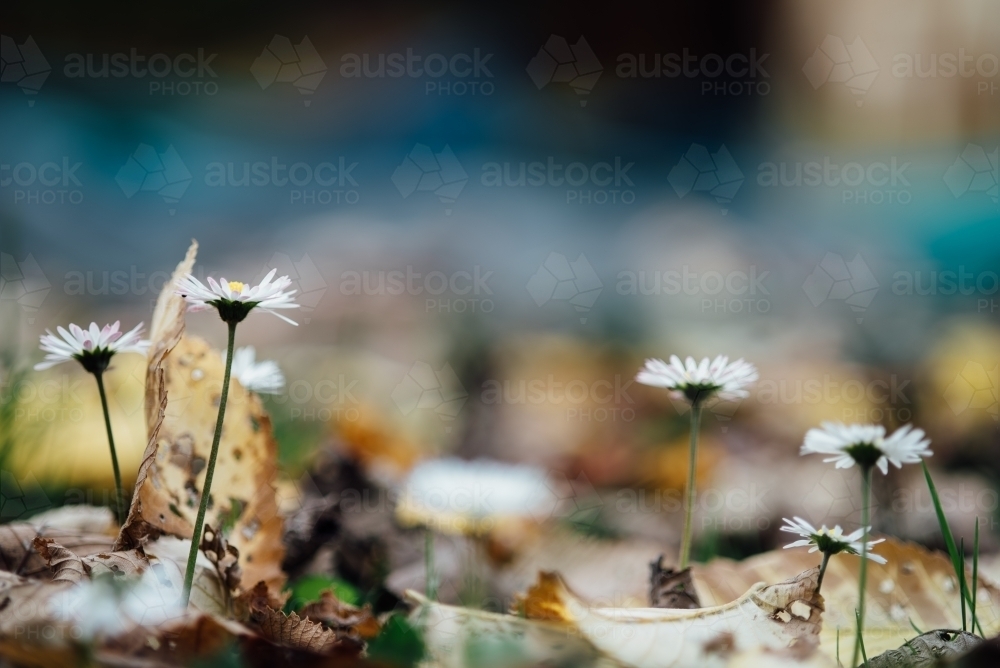 Flowers in the garden in Autumn - Australian Stock Image