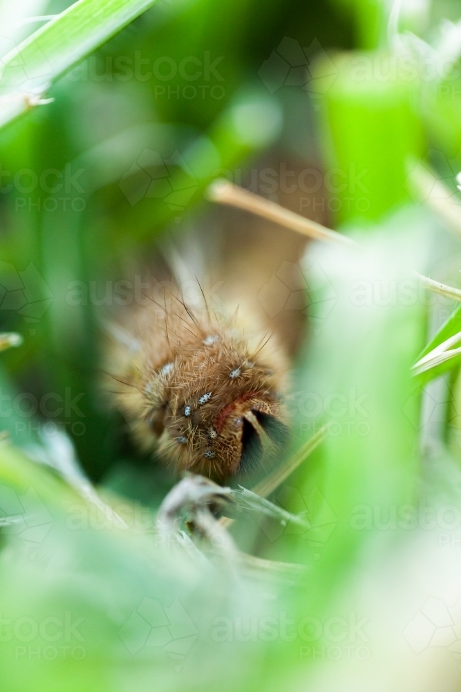 fluffy brown caterpillar crawling through grass - Australian Stock Image