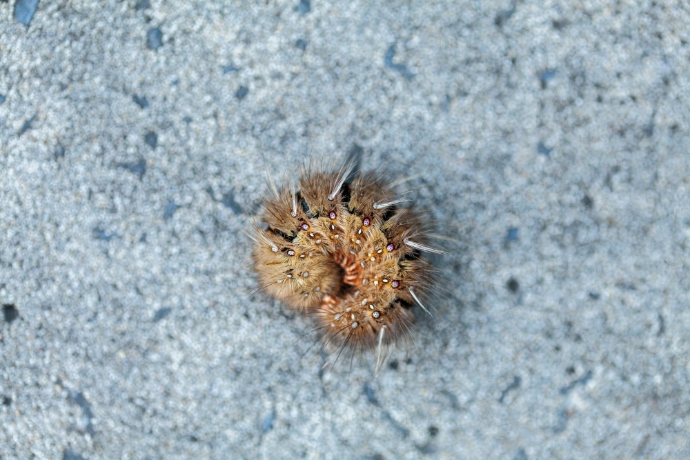 Fluffy brown caterpillar curled up hiding away - Australian Stock Image