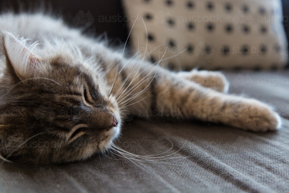 Fluffy cat asleep on the lounge - Australian Stock Image