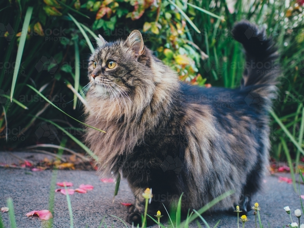 Fluffy Cat in the garden - Australian Stock Image