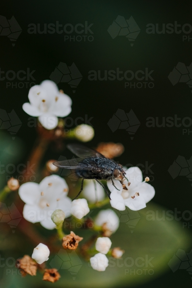 Fly - Australian Stock Image