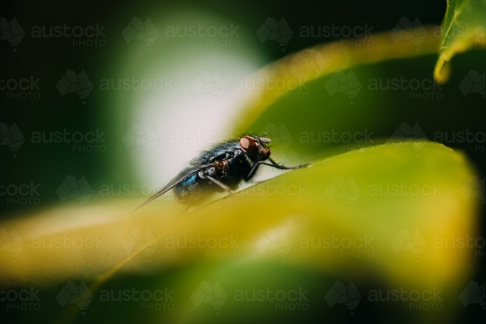 Fly on a leaf - Australian Stock Image