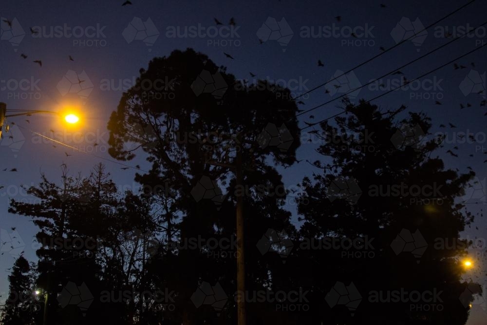 Flying foxes leaving the trees of 'Bat Park' at night - Australian Stock Image