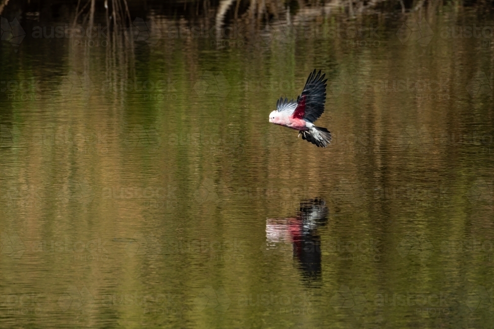 Flying galah above water with reflections - Australian Stock Image